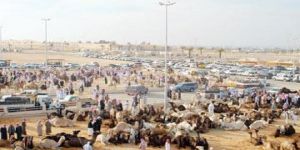 أمير القصيم يوجه بانطلاق فعاليات مهرجان العقيلات للإبل في نسخته الأولى نهاية الشهر الجاري