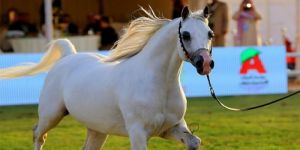 إنطلاق بطولة العرب لجمال الخيول العربية الأصيلة في ديسمبر الجاري ضمن مهرجان عِراب