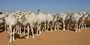 الصومال تعول على المملكة ودول خليجية لزيادة وارداتها من تصدير الإبل