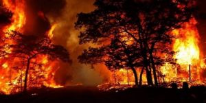 مصرع 7 أشخاص في حريق غابات جنوب أمريكا