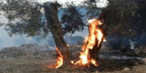 يهود يحرقون عشرات أشجار الزيتون جنوب بيت لحم