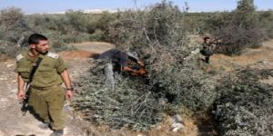 مستوطنون يهود يقطعون أشجار الزيتون بأراضي قريوت جنوب نابلس